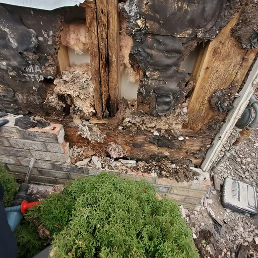 Worker inspects severe wood rot and damage on a wall behind a small shrub.